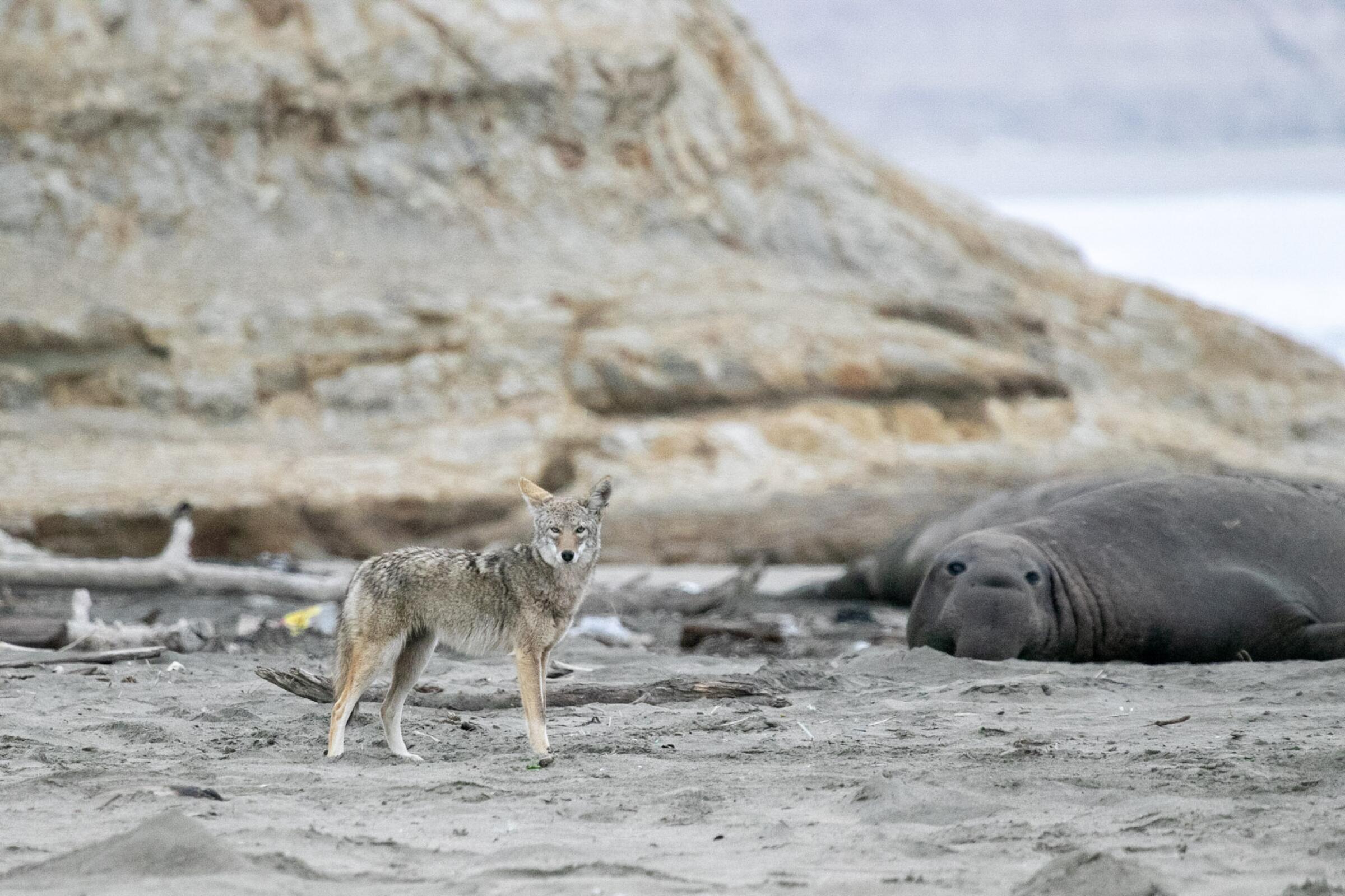 A coyote and an elephant seal at Point Reyes National Seashore.