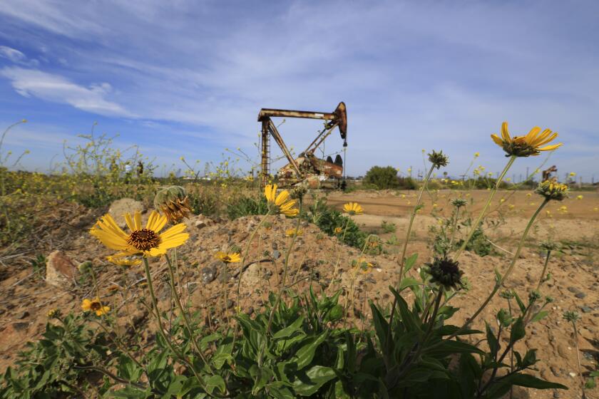 NEWPORT BEACH, CA -- TUESDAY, APRIL 5, 2016: An oil pumpjack operates near Encelia, a native shrub and part of the coastal sage scrub plant community in the Banning Ranch oil field on the border of Costa Mesa and Newport Beach. A proposal to develop the 401-acre site with nearly 900 homes, a resort hotel and retail space is now before the California Coastal Commission. Photos taken on April 5, 2016. (Allen J. Schaben / Los Angeles Times)