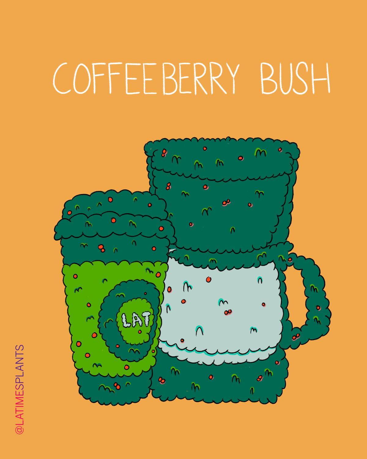 Coffeeberry bush.