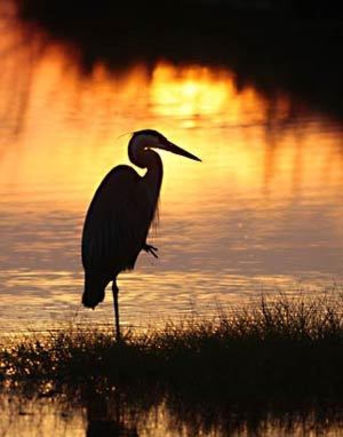 A blue heron stands in the water at Lake Shelby in Gulf Shores, Ala. The oil spill occurred just before the peak tourist season, hampering the region's usually bustling summer scene.