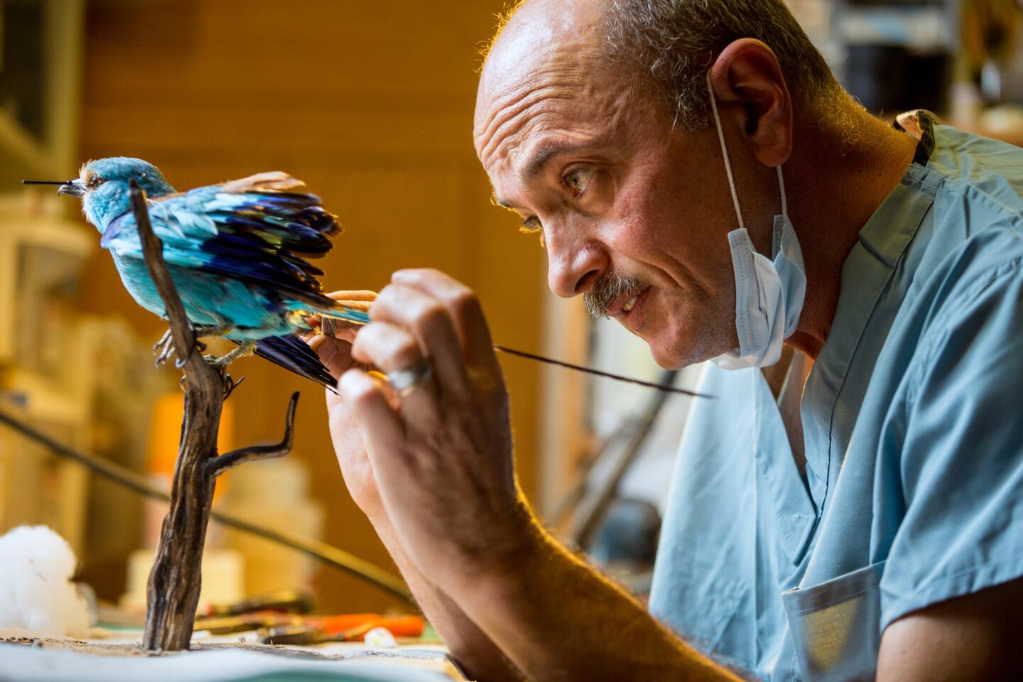 Igor Caragodin spends much of his time fine-tuning the feather formation as he works on the mounted Abyssinian roller, from Burkino Faso, at his garage studio.