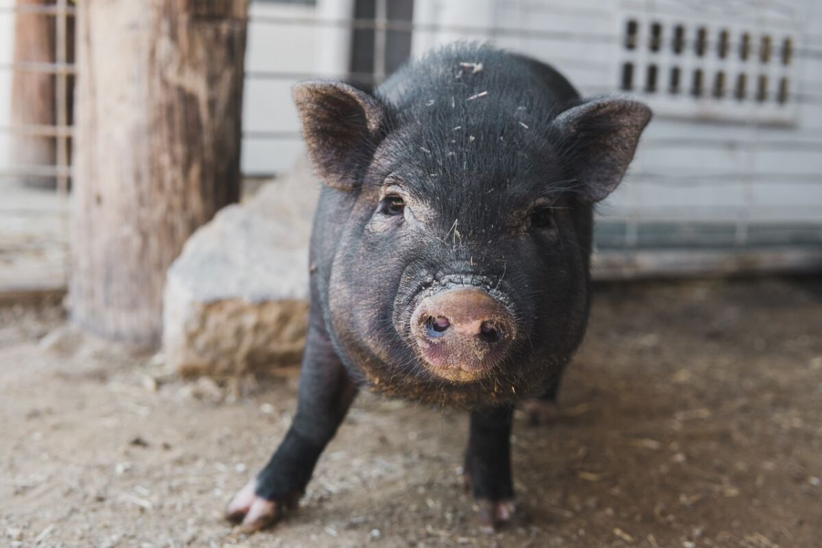 Han Solo, 4-month-old, potbelly pig is Pet of the Week.