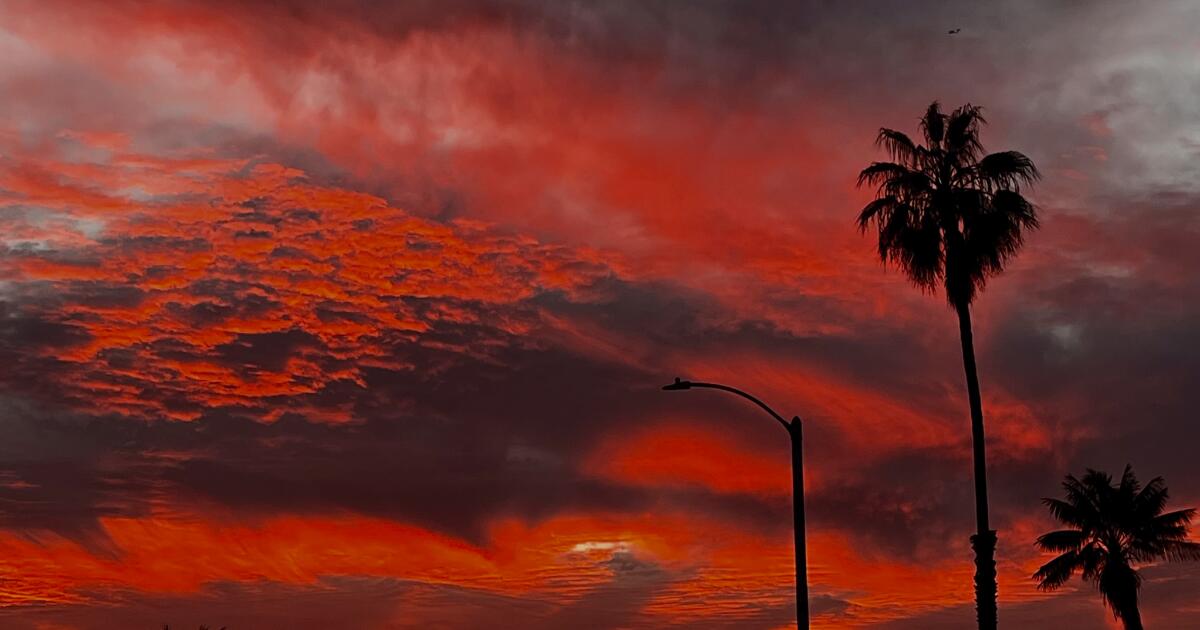 Why palm timber make much less sense in a warming world Why palm timber make much less sense in a warming world