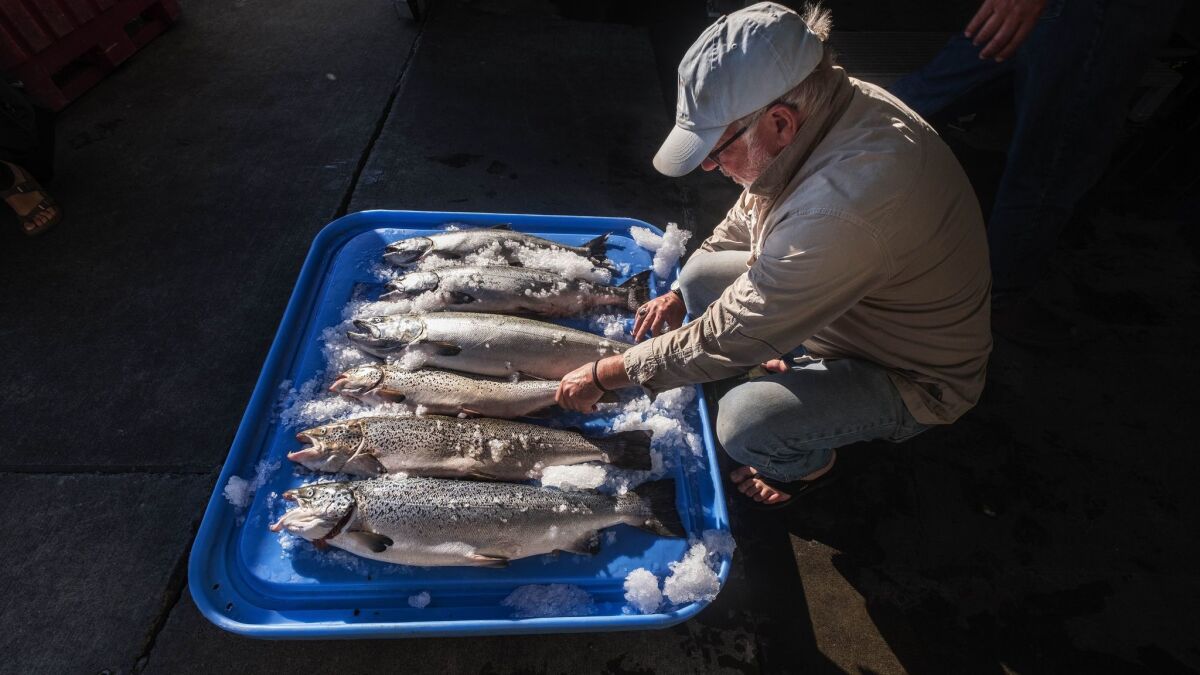 Riley Starks shows three of the farm-raised Atlantic salmon that were caught alongside four healthy, native king salmon in Point Williams, Wash., on Aug. 22, 2017.
