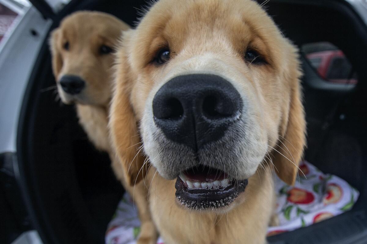 Two golden retrievers