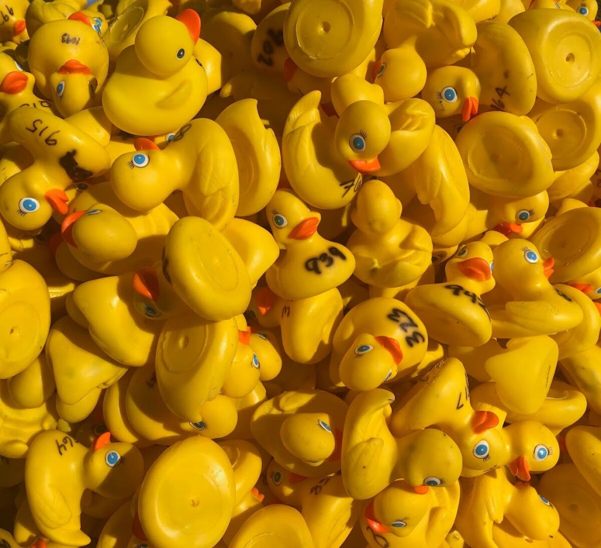 Ducks ready to go for the June 7 event.