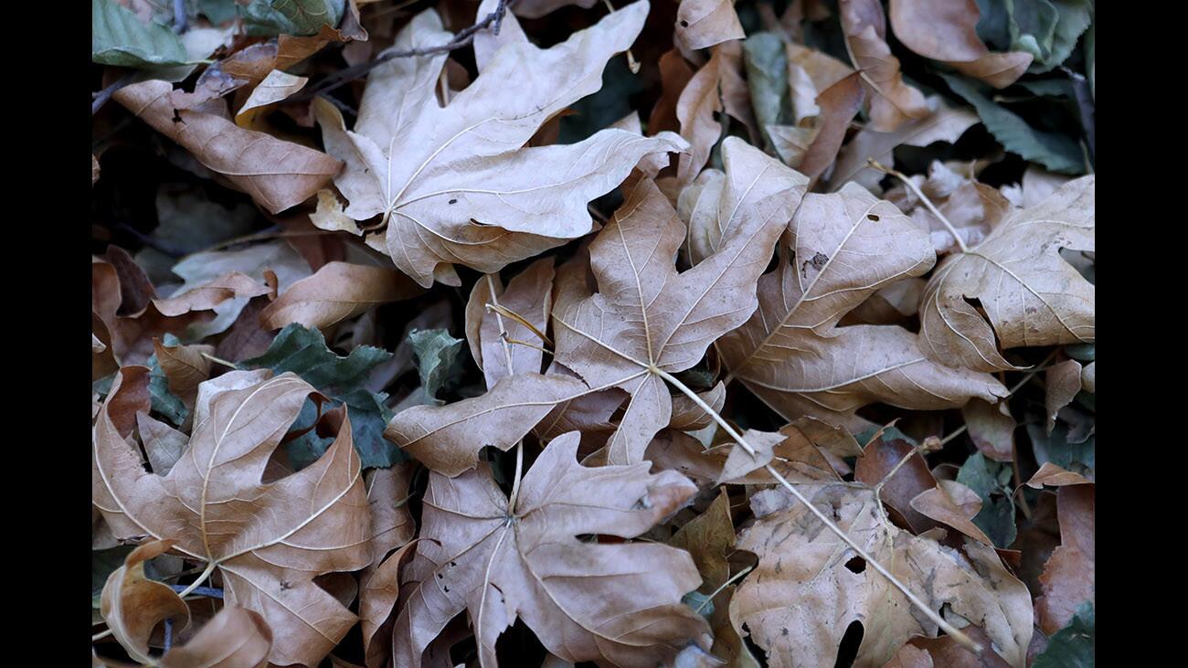 Photo Gallery: First day of Winter brings cold spell to the area