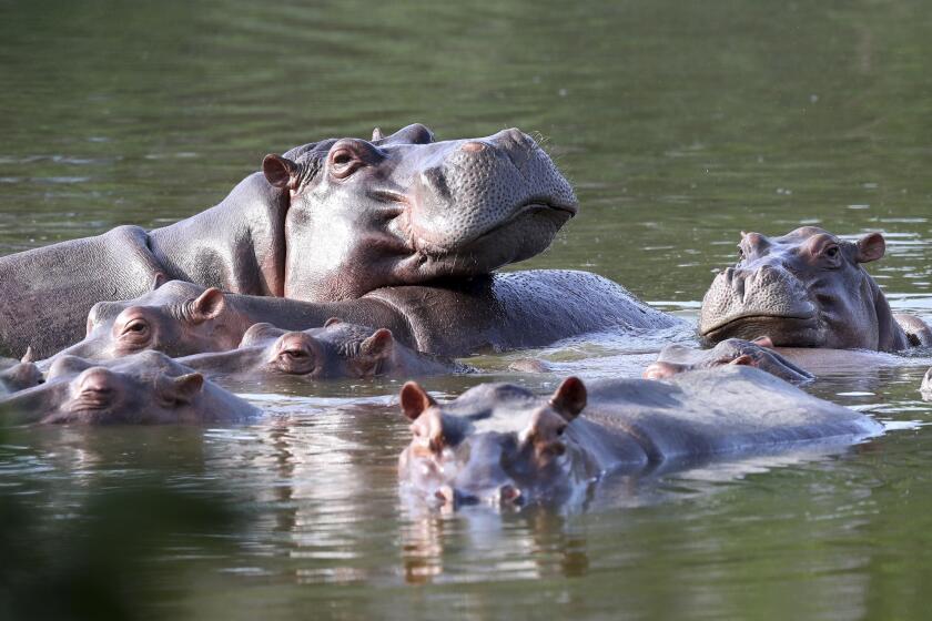 FILE — Hippos float in the lake at Hacienda Napoles Park, once the private estate of drug kingpin Pablo Escobar who imported three female hippos and one male decades ago in Puerto Triunfo, Colombia, Feb. 4, 2021. Colombia intends to undertake the task of trying to transfer to India and Mexico at least 70 hippos that live in the surroundings of the park as a measure to control its population, the manager of Animal Protection and Welfare at the Antioquia Environment Secretariat said Thursday, March 2, 2023. (AP Photo/Fernando Vergara, File)