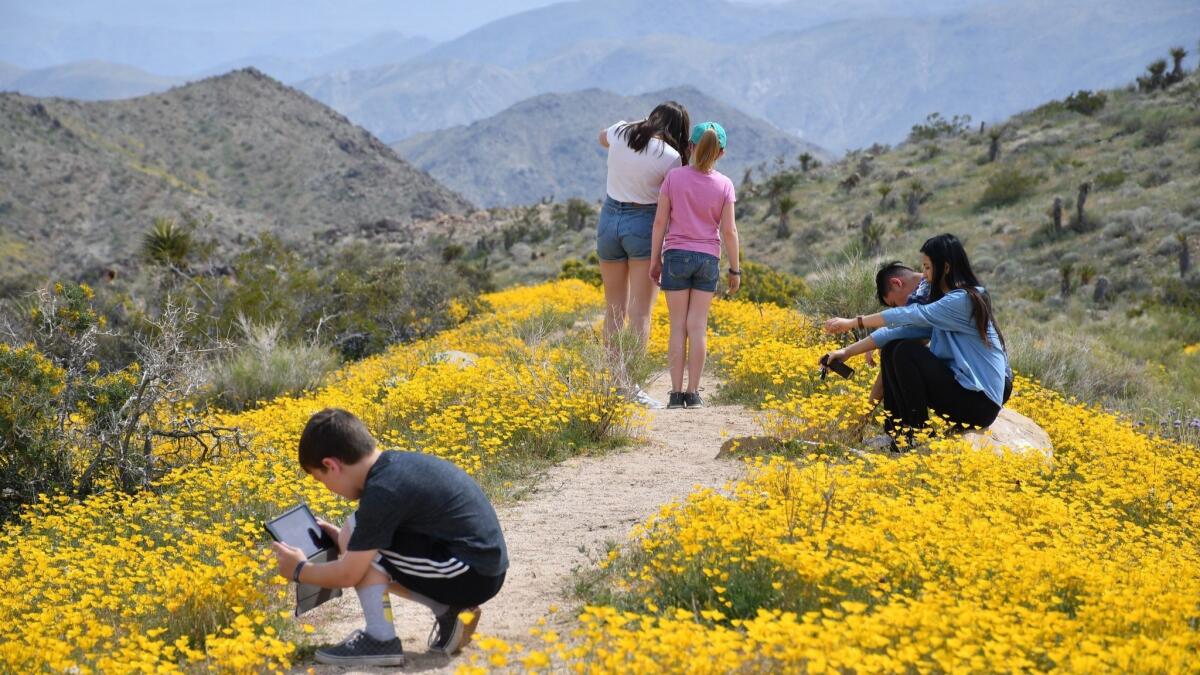 Hikers pause among spring blooms along Pinto Basin Road in Joshua Tree National Park.