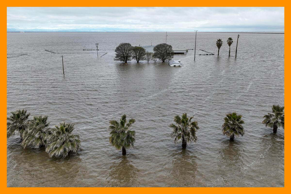 Palm trees and utility poles sticking out of the water in flooded plain