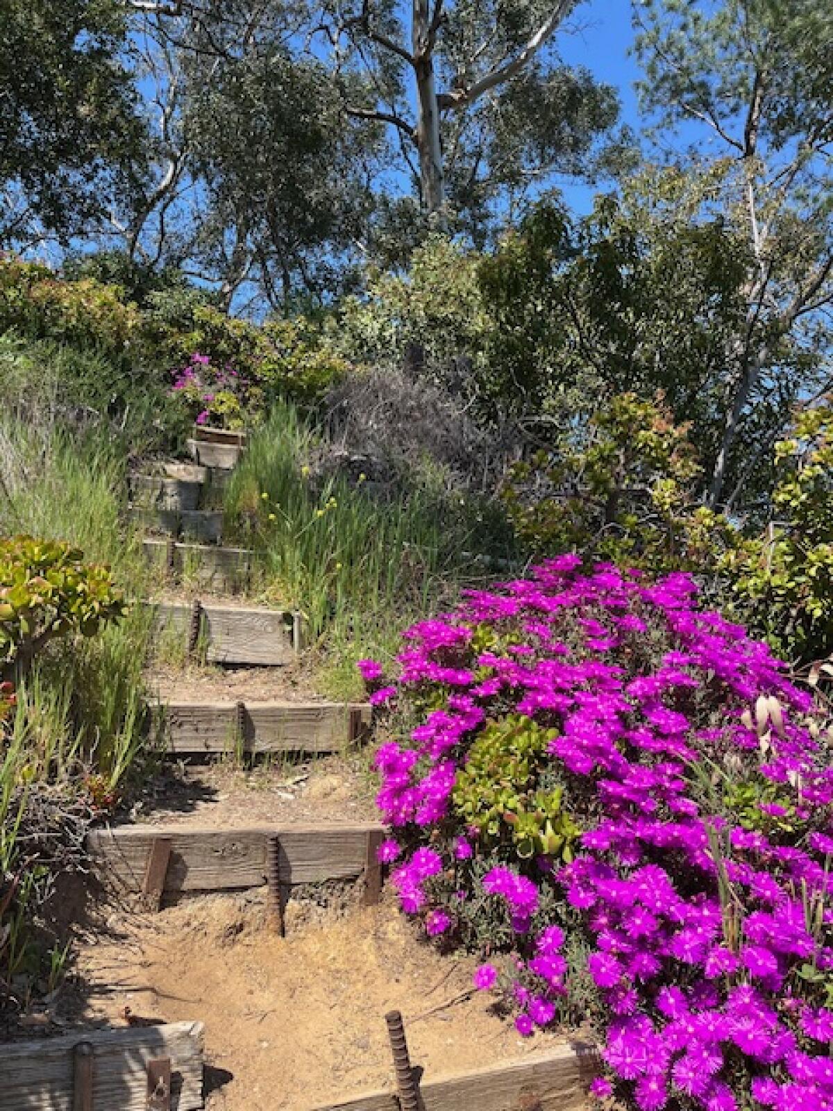 A wooden hillside staircase with pink blooming flowers at its base. 