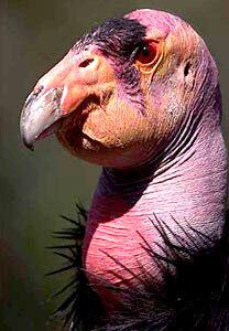 Topa Topa lives at the Los Angeles Zoo's condor breeding facility, a remote corner of the zoo that is off limits to all but condor staff.