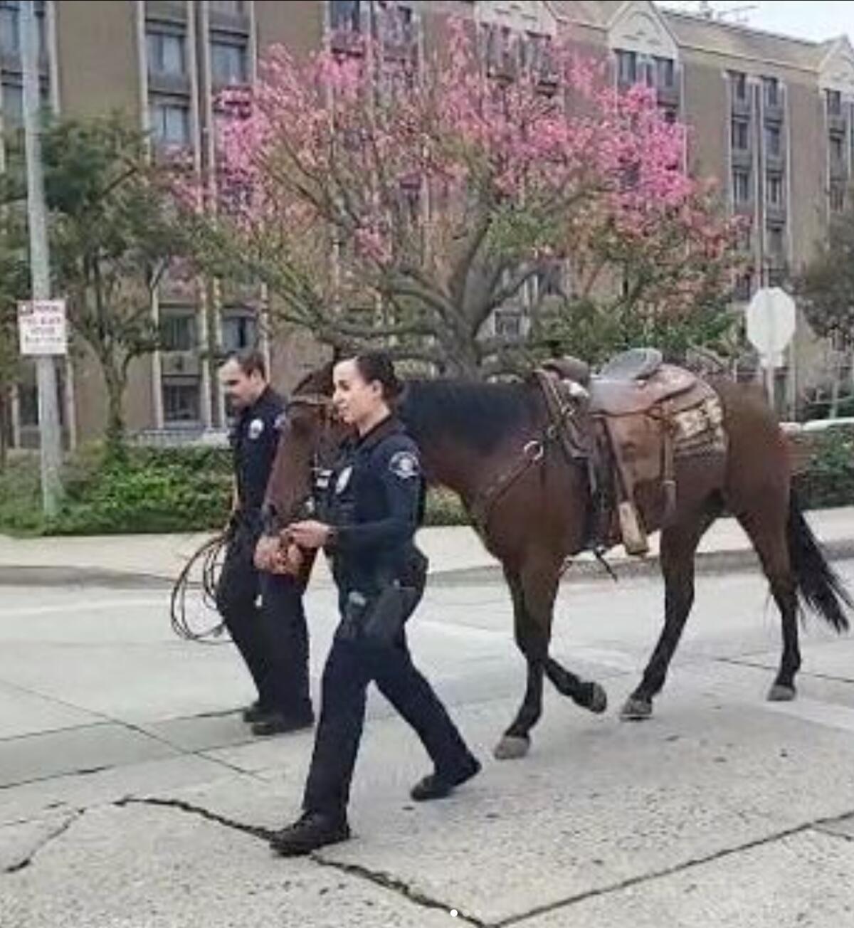 Two police officers lead a saddled horse.