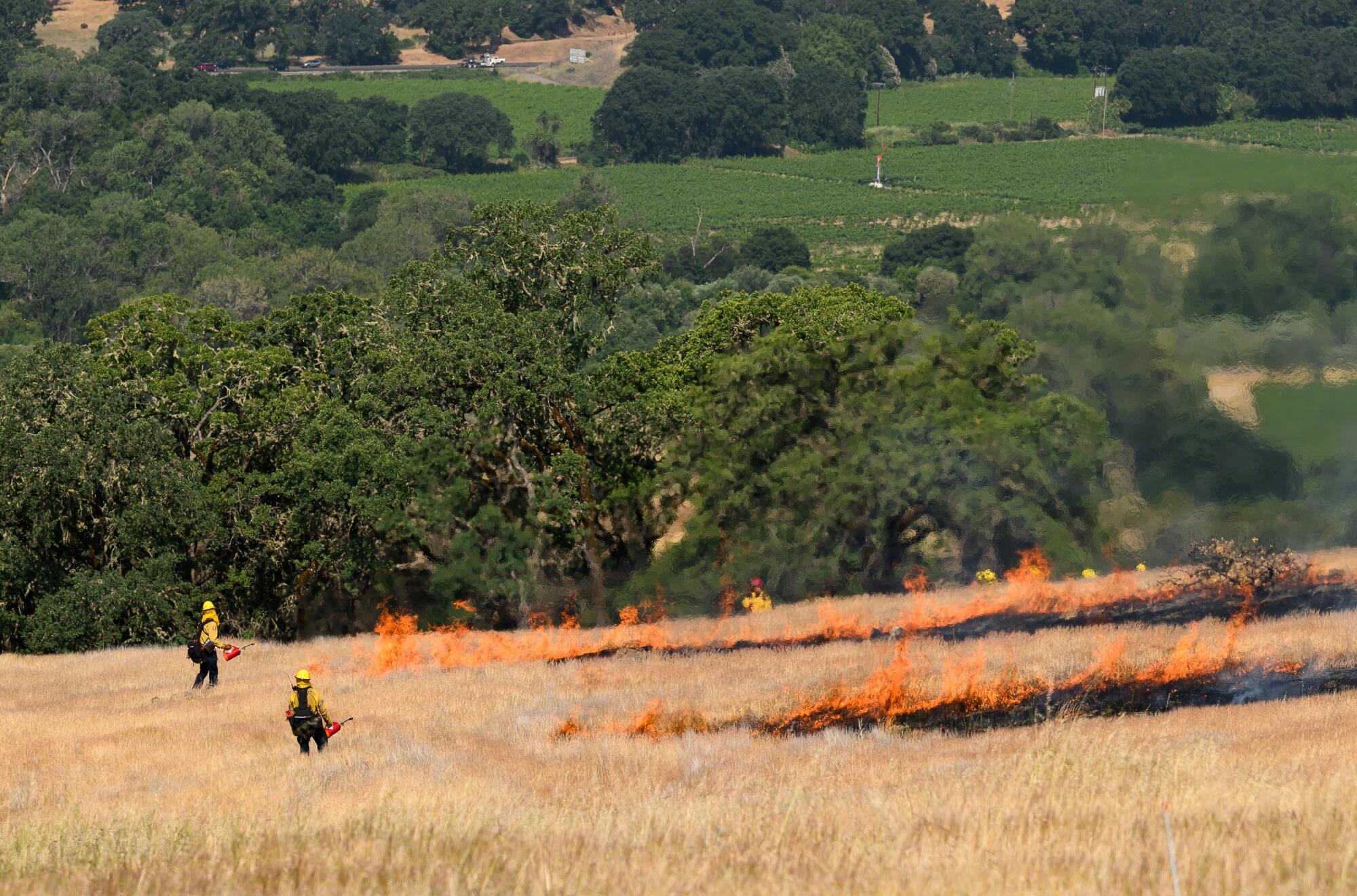 CalFire firefighters work a prescribed burn.