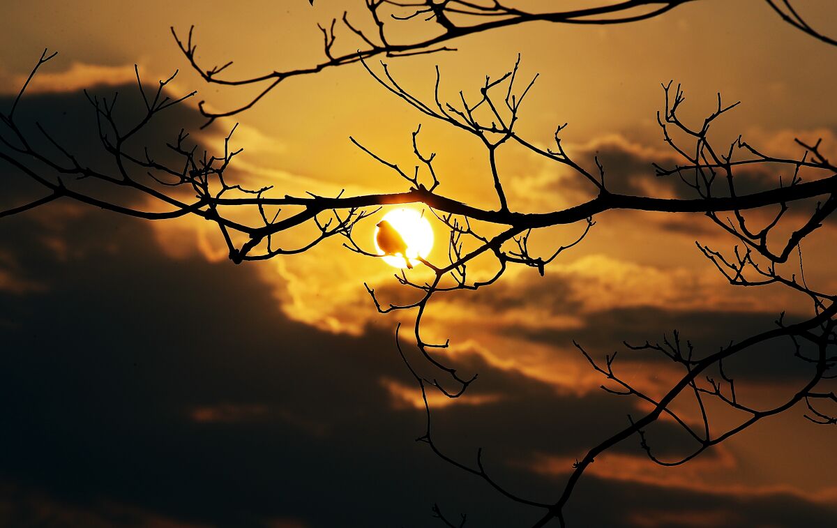 A bird on a tree branch is outlined by the sun, shining amid clouds.