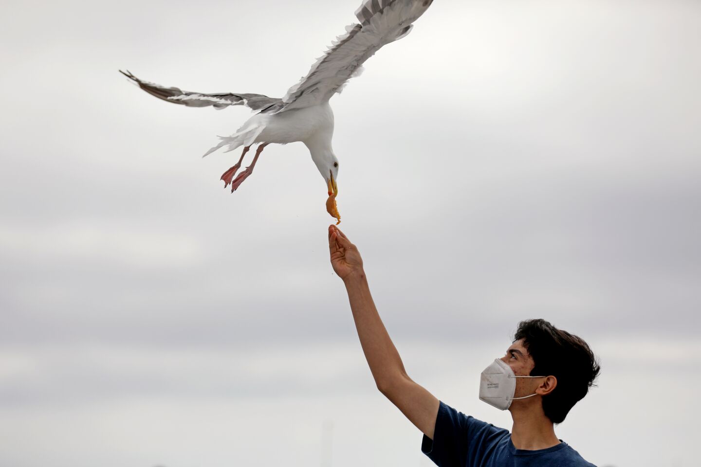 Sergio Curiel feeds a seagull at the Redondo Beach Pier