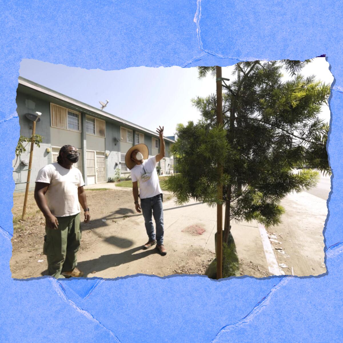 Two men in masks look up at a tree near an apartment building.