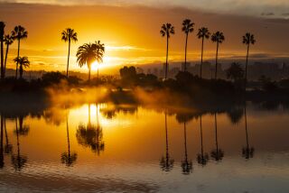 Palm trees reflect in a calm San Diego Bay, with a bit of ground fog.