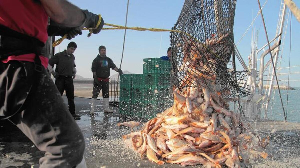 Pescado congelado es soltado de una red de pescar en un muelle de San Felipe, en Baja California. Investigadores han registrado un descenso sostenido y significativo de una gran variedad de contaminantes en peces.