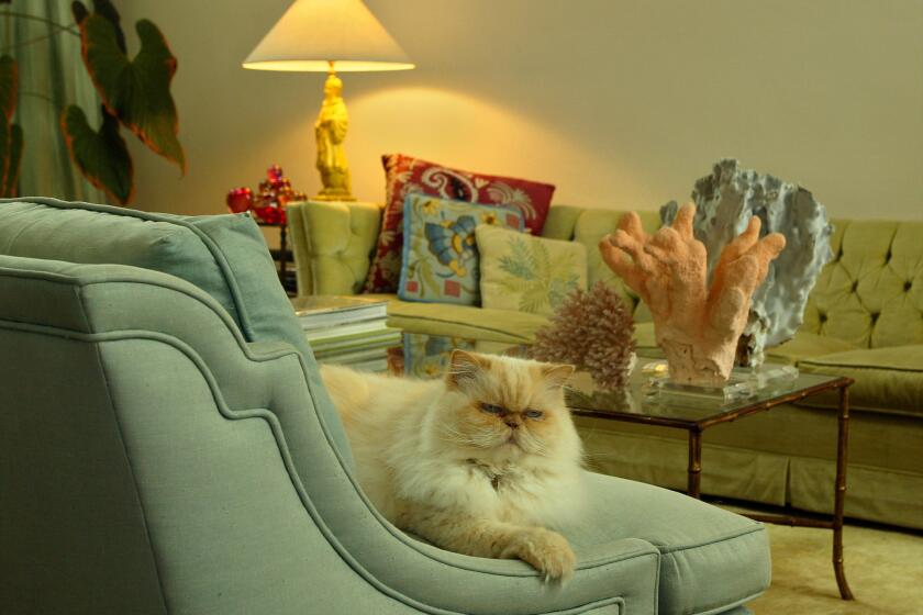 Oedipuss the cat rests on a classic Regency sofa chair.