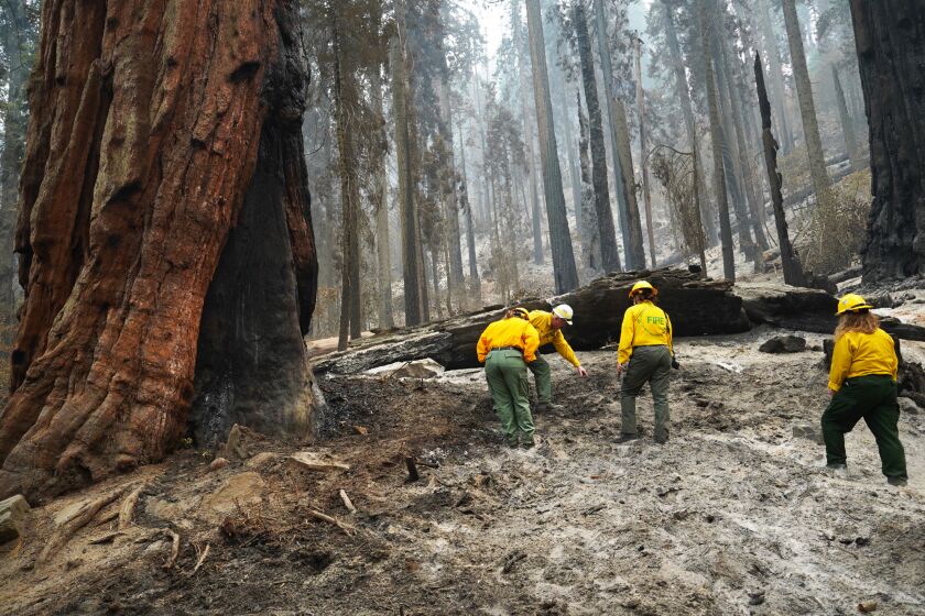 NPS officers inspect the charred area around Giant sequoias during a tour of the KNP Complex fire burn area in Giant Forest