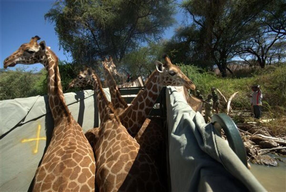 Giraffes in a boat? 8 taken to Kenyan island - The San Diego Union-Tribune