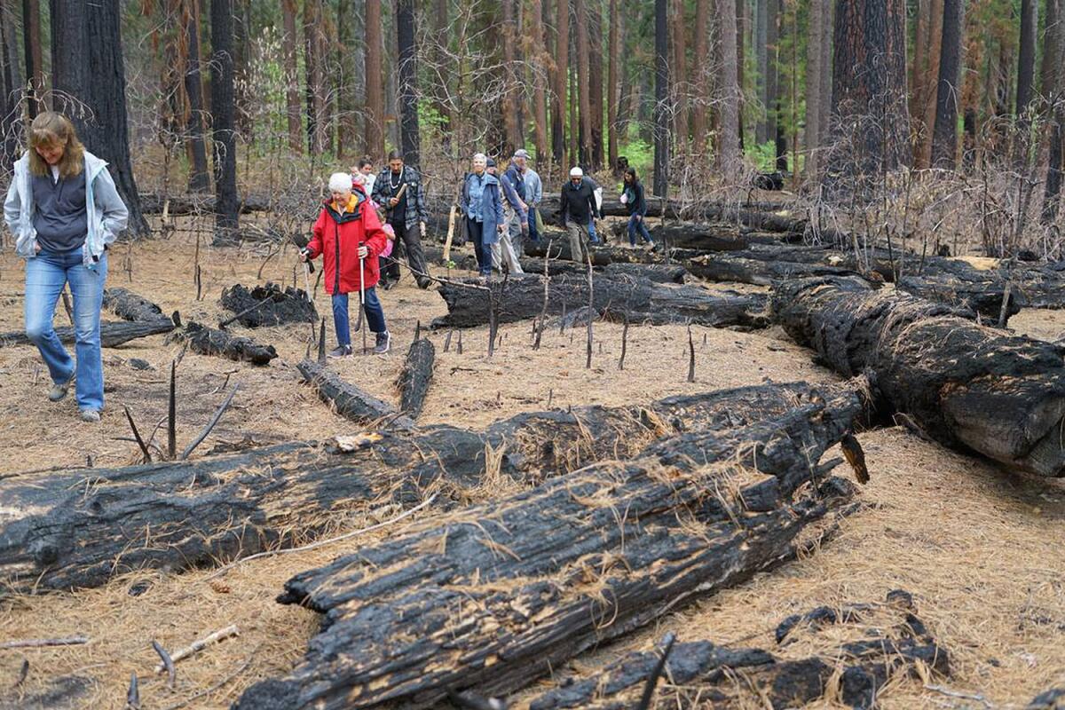 People hike past scorched and fallen tree trunks.