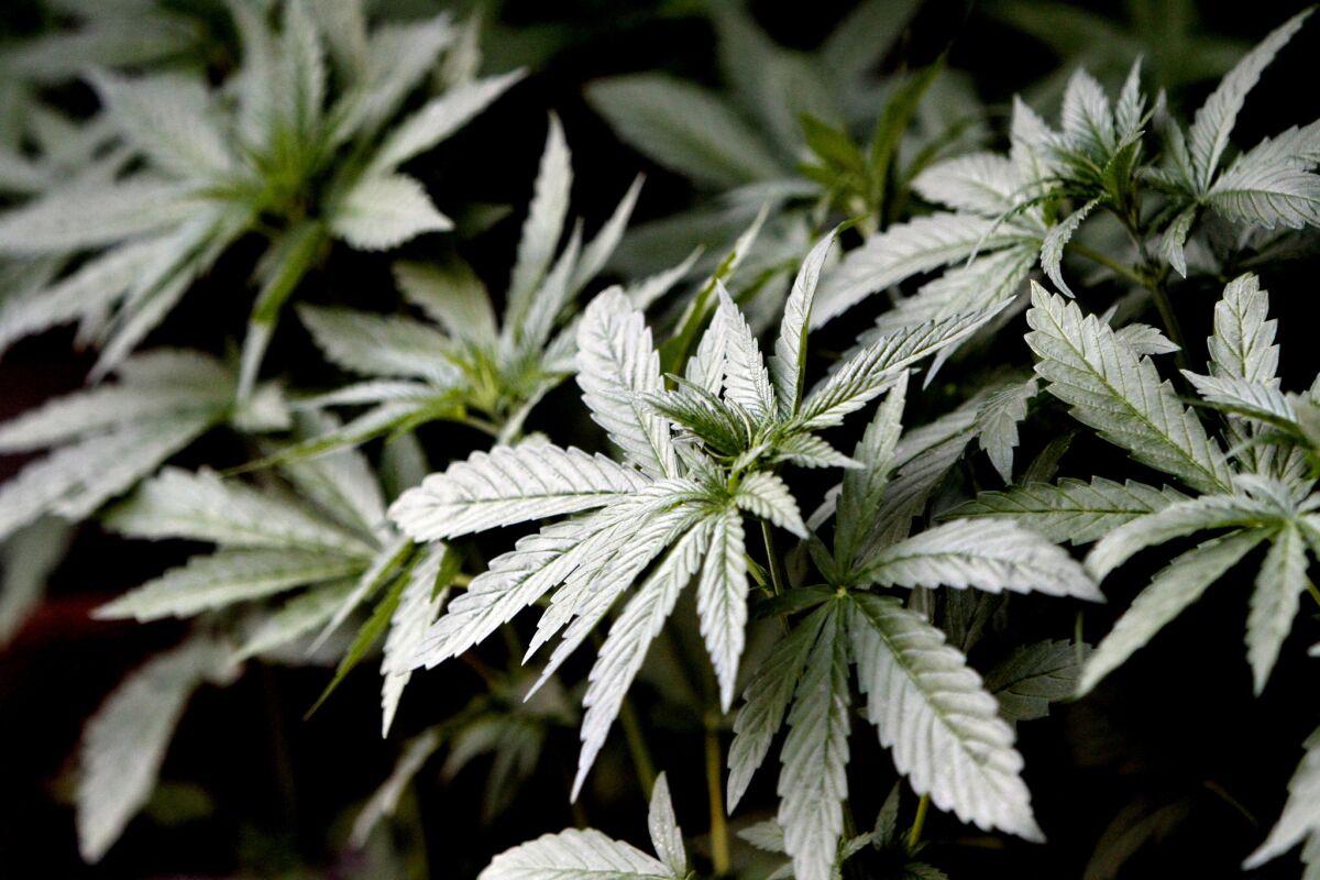 Voters in two San Diego County cities reject medical marijuana measures.