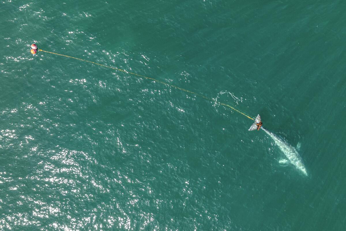 En esta fotografía aérea difundida por Tony Corso Images se puede ver a una ballena gris de 9 metros