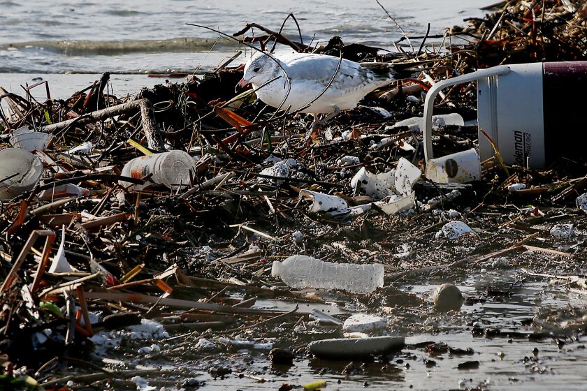 LONG BEACH, CALIF. - DEC. 14, 2021. A seabird picks through garbage and debris on Junipero Beach in Long Beach on Wednesday, Dec. 16, 2021. Large amounts of waste are transported by the river, with some flowing into the sea and on to local beaches, during heavy rainstorms in the L.A. Basin. (Luis Sinco / Los Angeles Times)