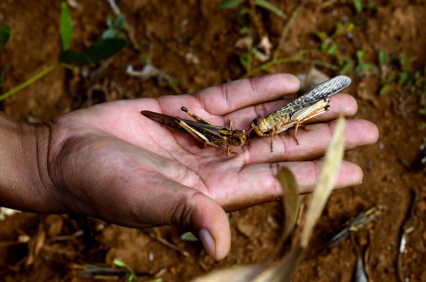 In April officials in Madagascar counted 100 swarms of locusts totaling 500 billion insects.
