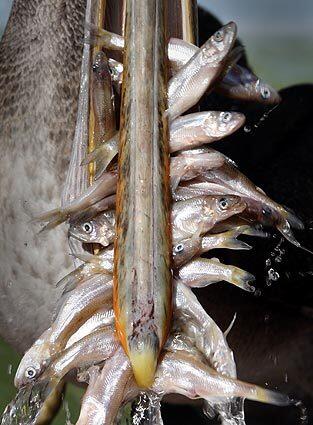 Saving pelicans -- A mouthful