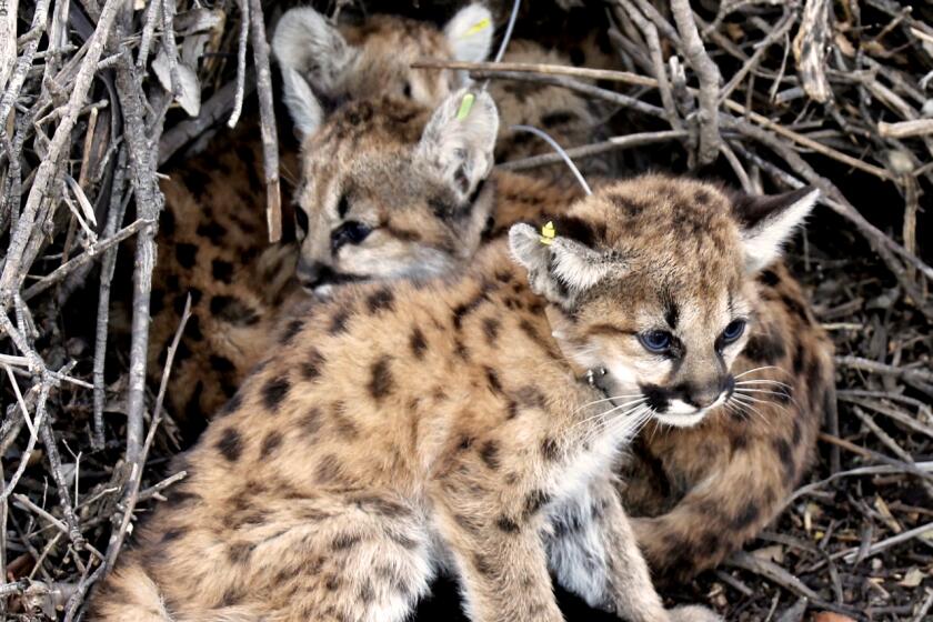 Mountain lion kittens P 100-103.