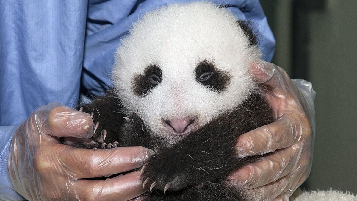 Xiao Liwu remains calm during a veterinary exam at the San Diego Zoo.