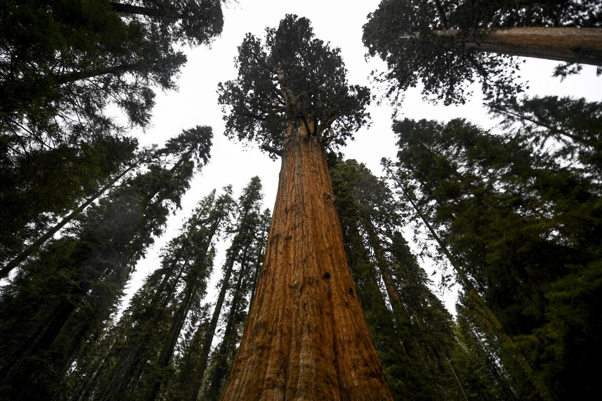 The General Sherman tree stands in the Giant Forest in Sequoia National Park on Oct. 22.