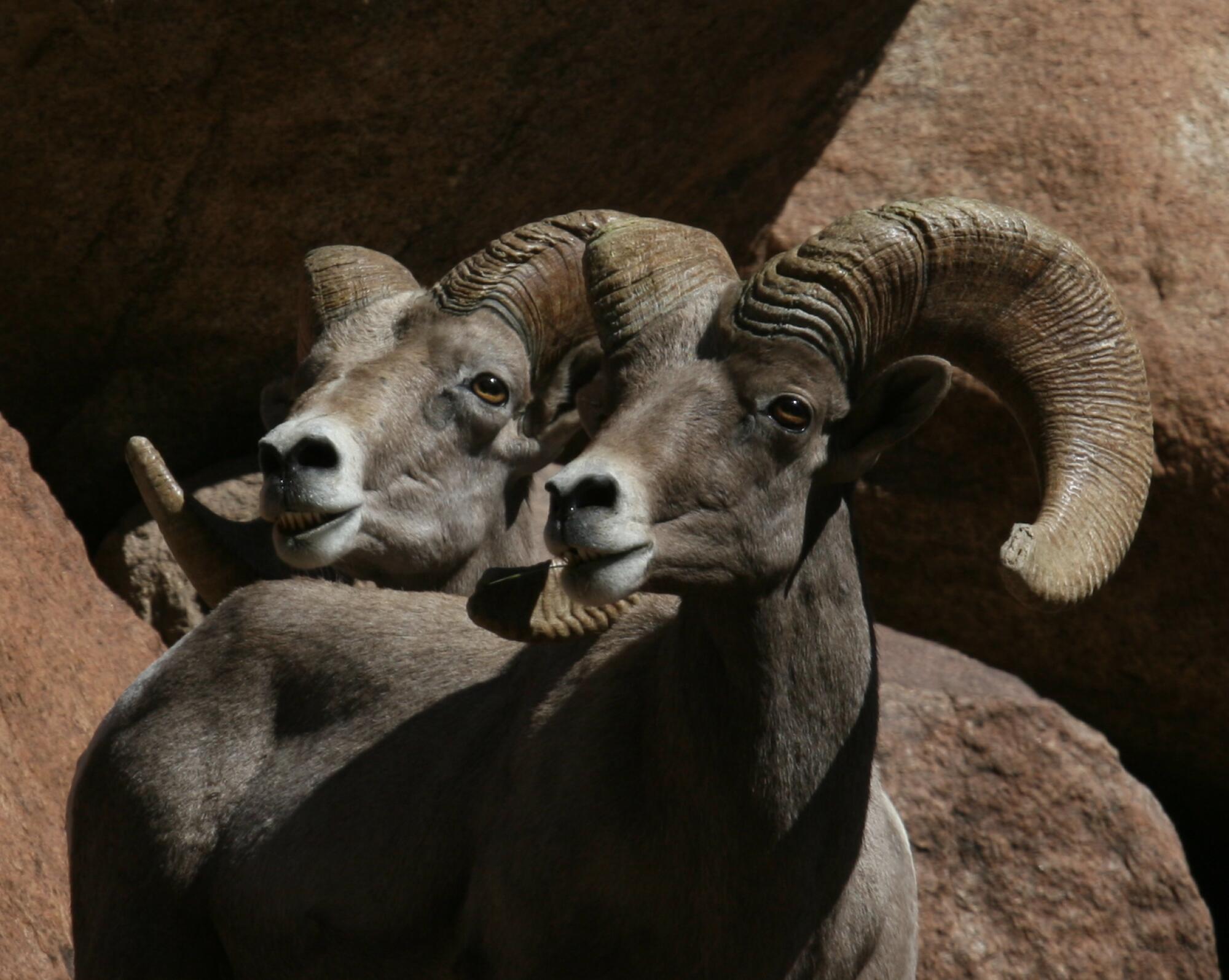 A pair of bighorn sheep.