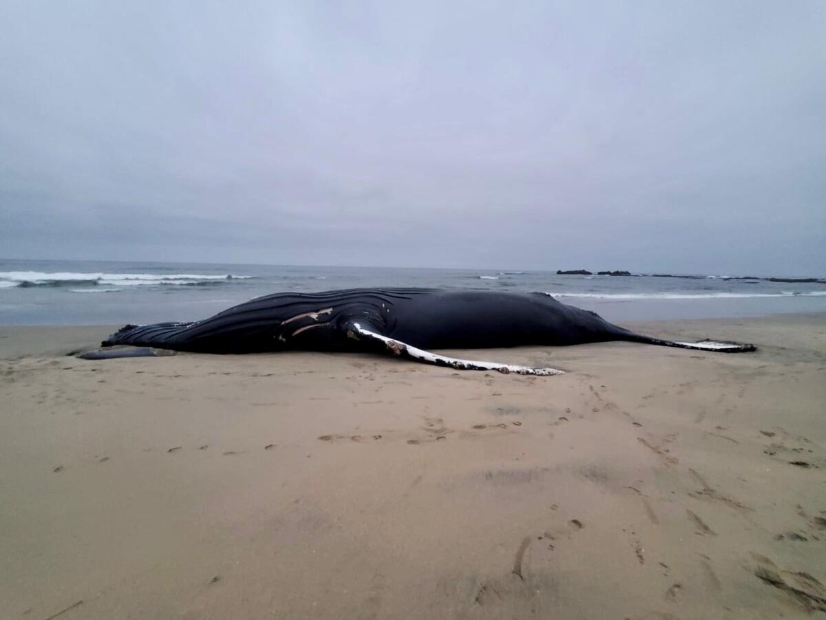 A large dead whale lying on a beach