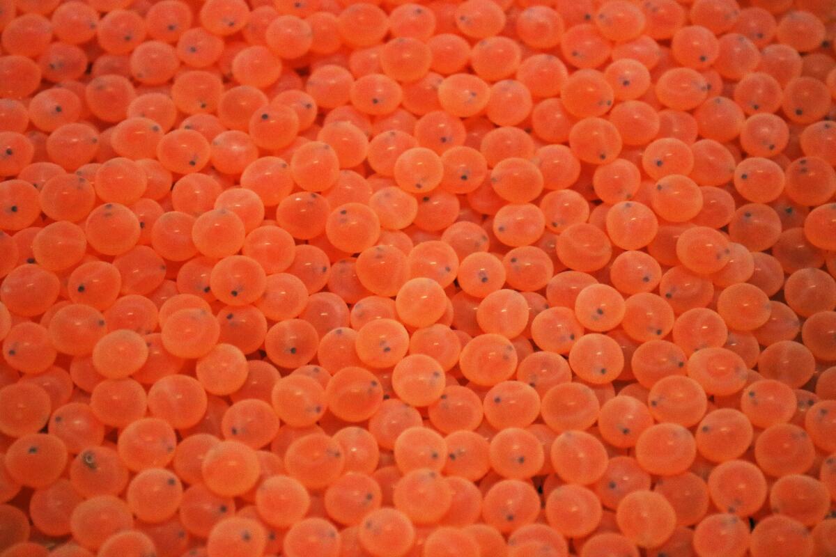 Close-up of the salmon eggs at the Livingston Stone National Fish Hatchery before the eggs were loaded into a cooler.