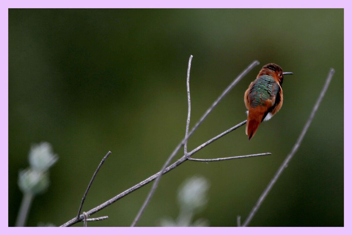 A hummingbird perches on a shrub at Kenneth Hahn State Recreation Area.