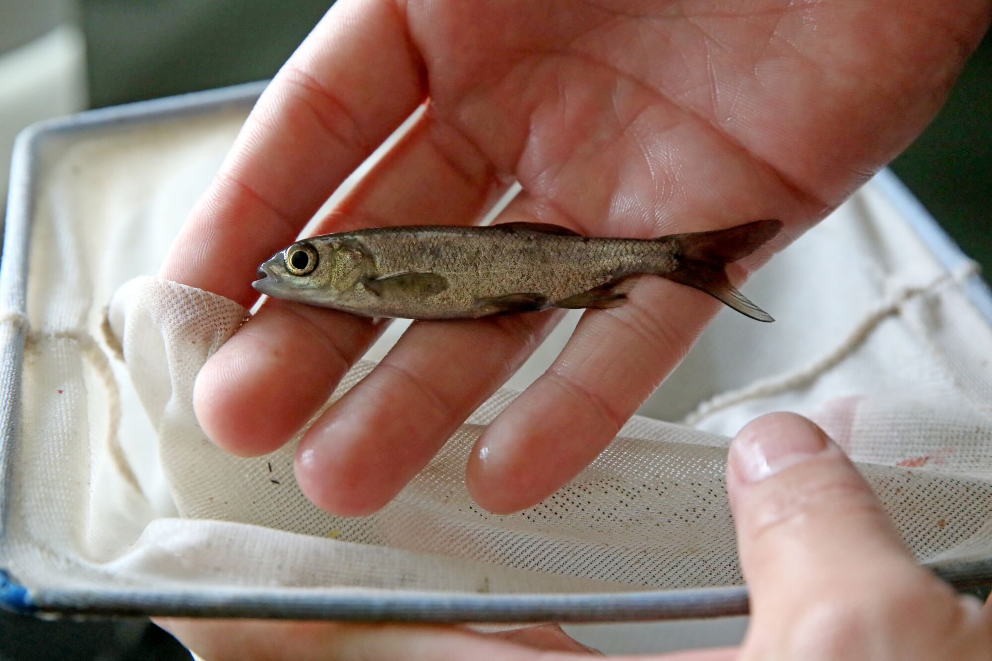 A fisheries biologist holds a live dwarfed hitch.