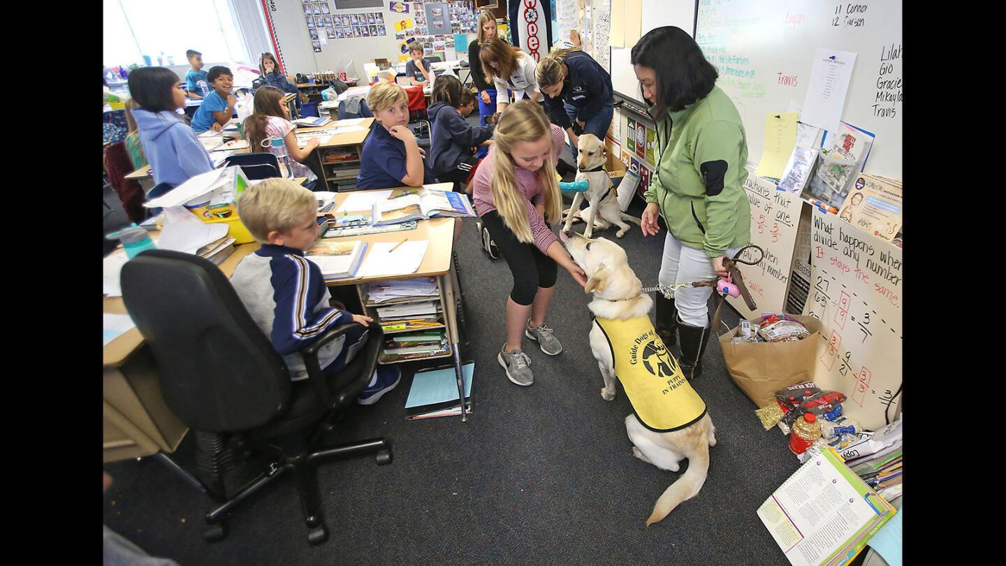 Fourth grader Stella Grundstrom greets Gala and handler Elaine Chien during the pair's school tour as part of a training exercise for the Guide Dogs of America, Orange County chapter, at Hope View Elementary School in Huntington Beach on Thursday.