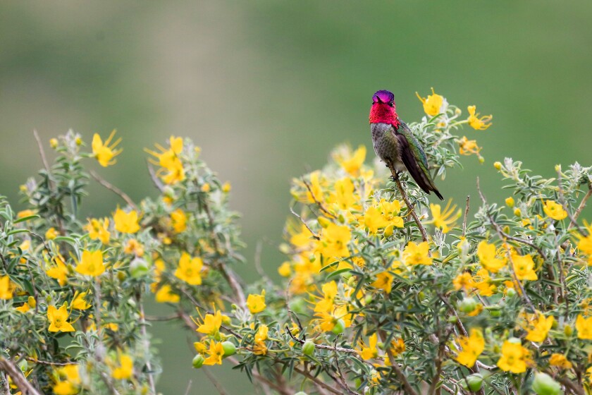 An iridescent Anna's hummingbird sits on a yellow-flowered shrub.