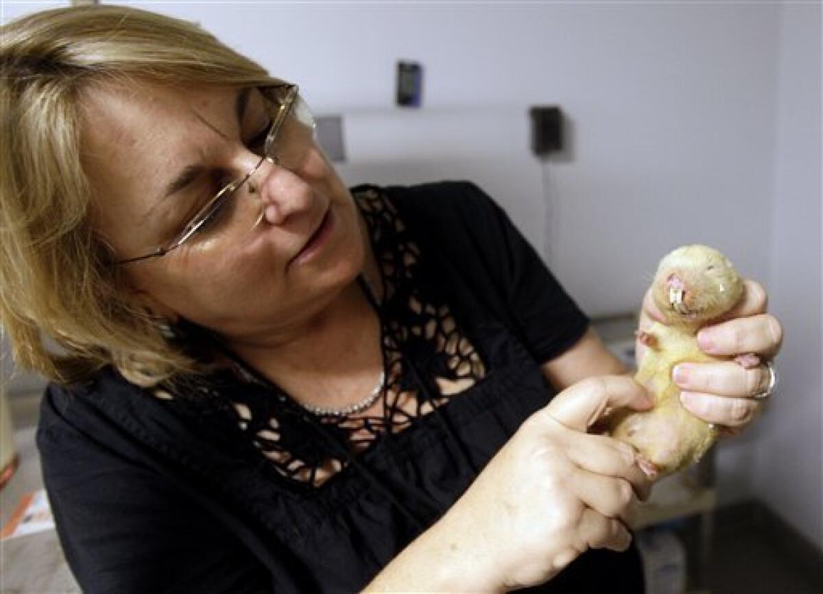 In this Oct. 21, 2009 photo, Professor Rochelle Buffenstein holds a naked mole rat at the Barshop Institute at the UT Health Science Center in San Antonio. Naked mole rats are becoming more popular in research laboratories, where the seemingly invulnerable rodents have surprised scientists with their ability to live up to 30 years and their potential to offer insights into human health. They're being used to study everything from aging to cancer to strokes. (AP Photo/Eric Gay)