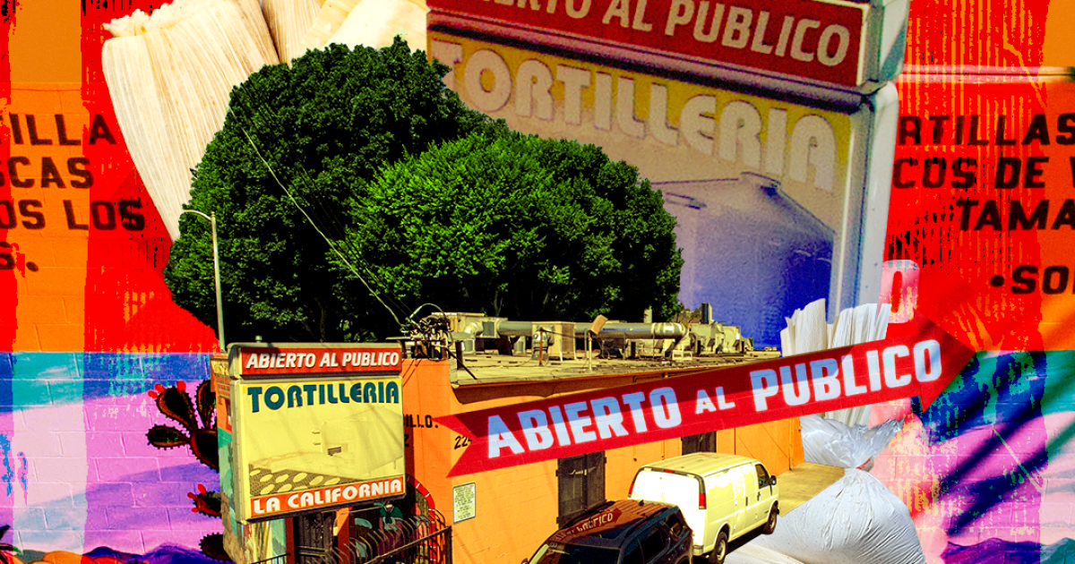 Tamale masa est là pour acheter cette période des fêtes
