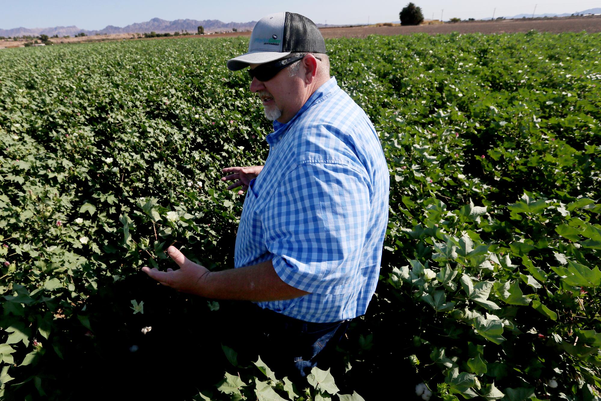 Farmer Brad Robinson looks over his cotton crop in the fields near Blythe.