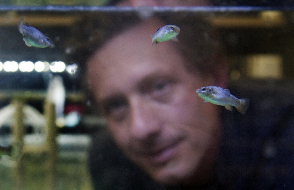 Endangered Devil's Hole pupfish swim in an aquarium at the Ash Meadows Fish Conservation facility in Amargosa Valley, Nev. Aquaculturist Olin Feurbacher has been eager for them to lay eggs in captivity.