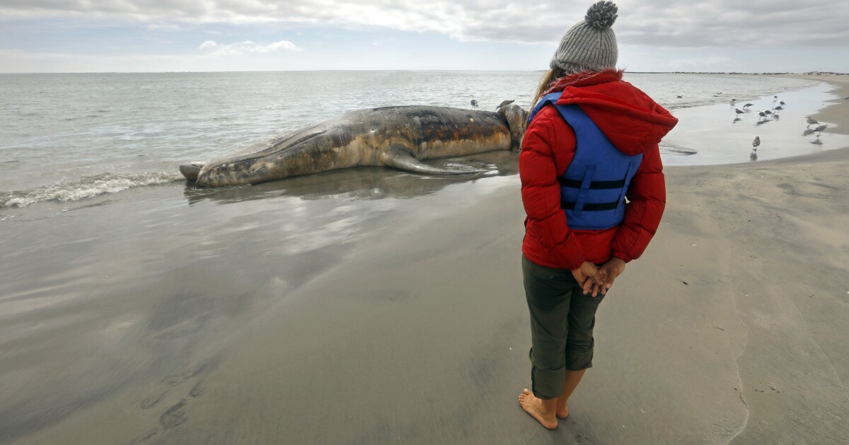Podcast: The mystery of the disappearing gray whales Podcast: The mystery of the disappearing gray whales