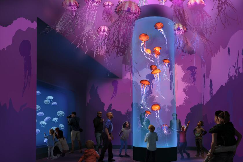 Rendering of “Jewels of the Sea: The Jellyfish Experience exhibit," at SeaWorld San Diego.