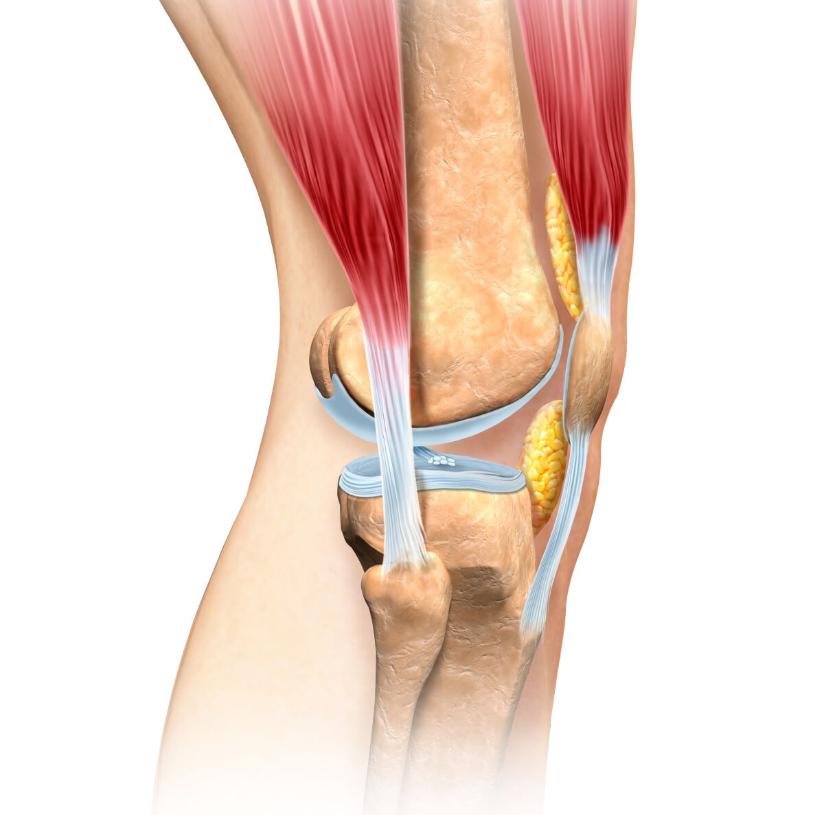 Human knee cutaway illustration.