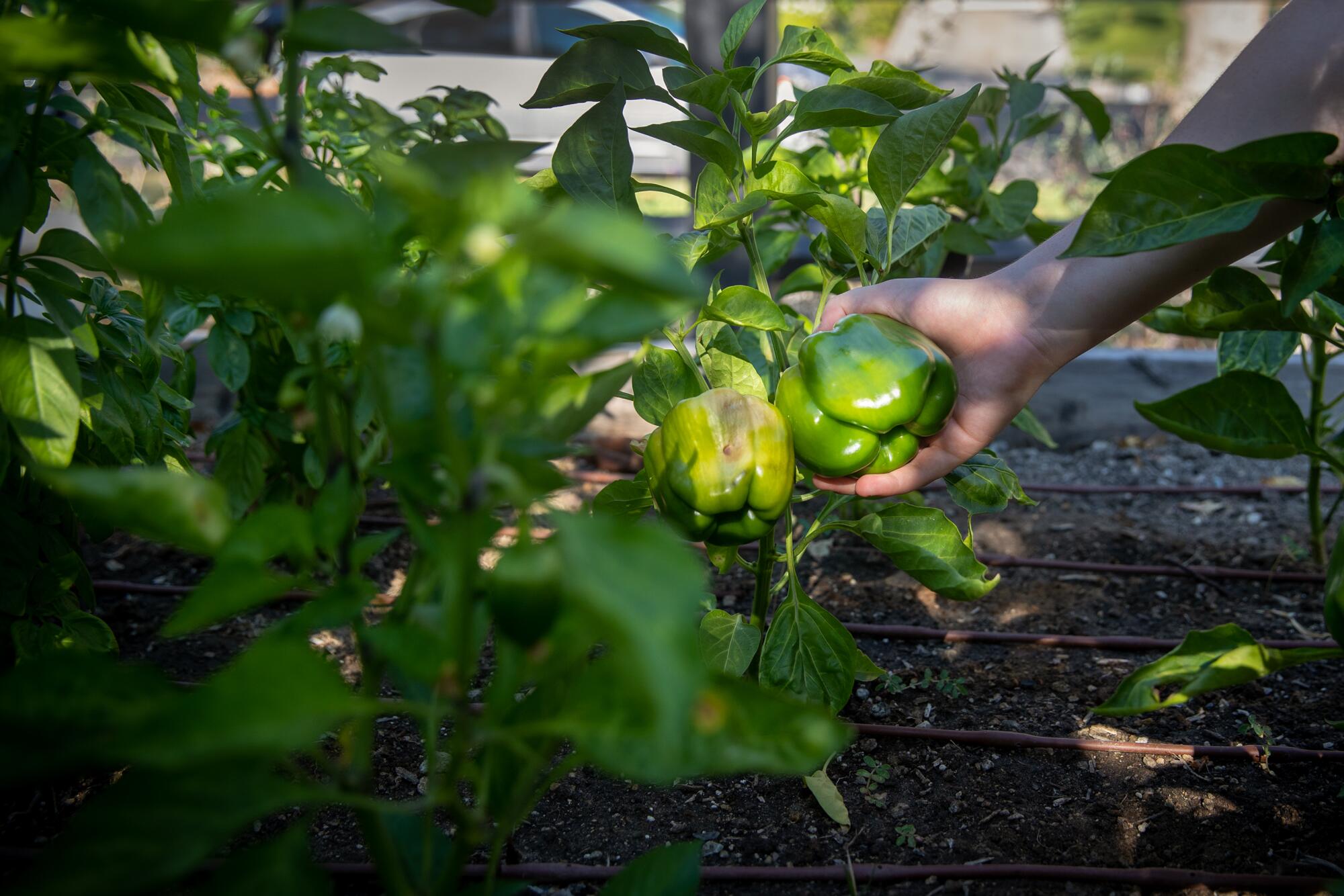 Green bell peppers in a raised garden bed.